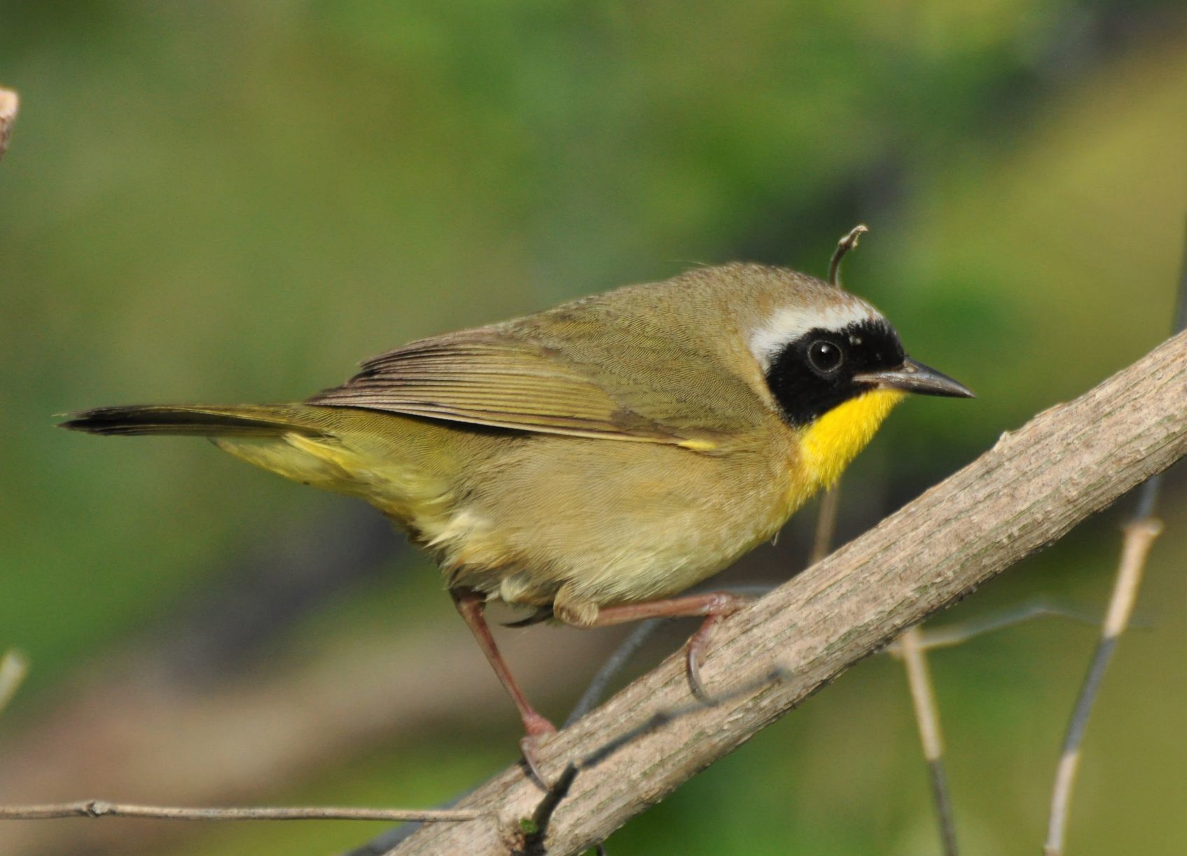 Yellow-throated warbler